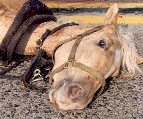http://www.adoptabeagle.org/Images_Website/horse_carriage_accident.jpg