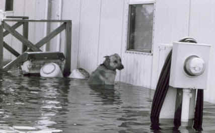 Dog_In_FLOOD_BW.jpg (12189 bytes)